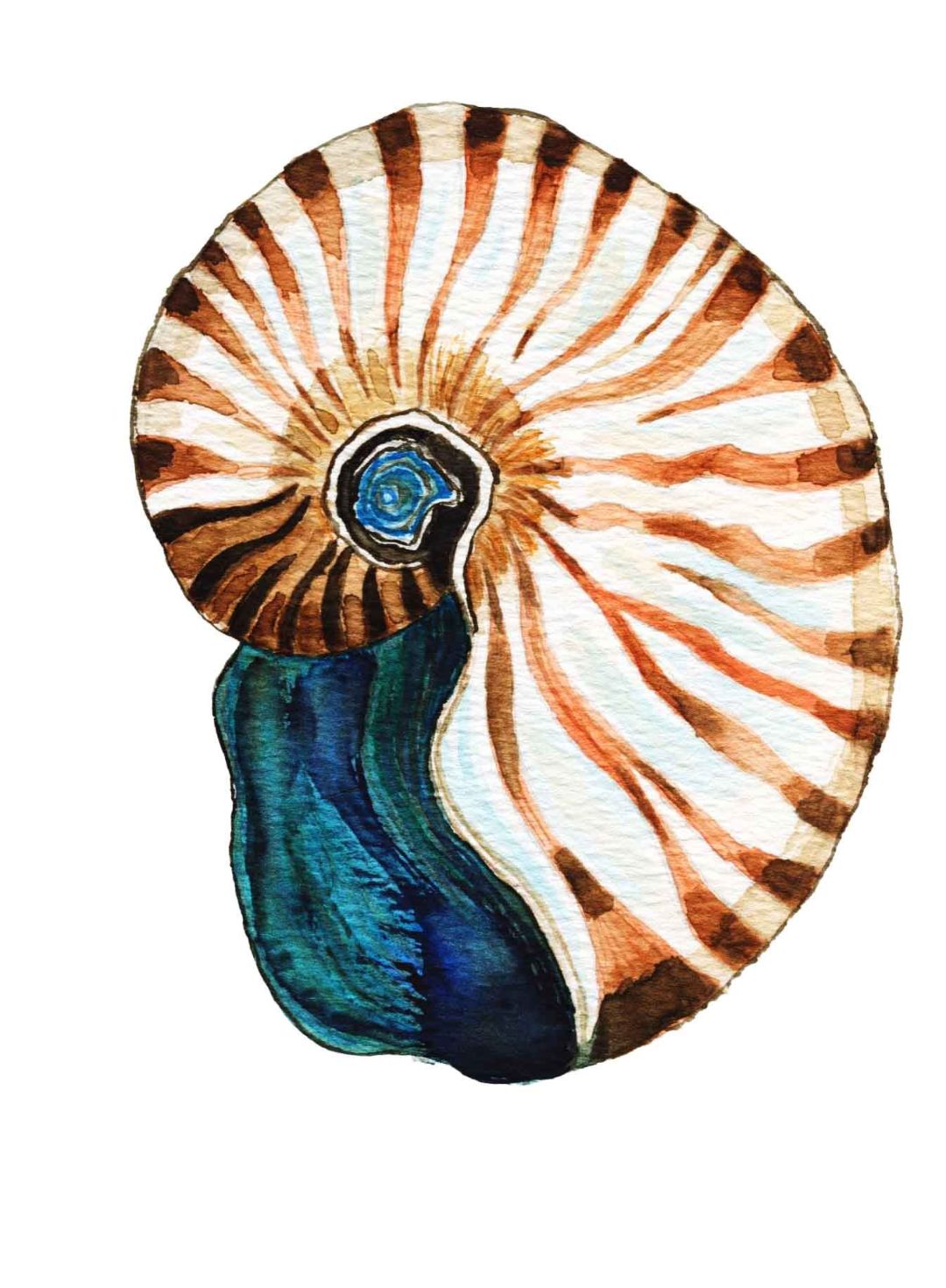 Motiv: Nautilus