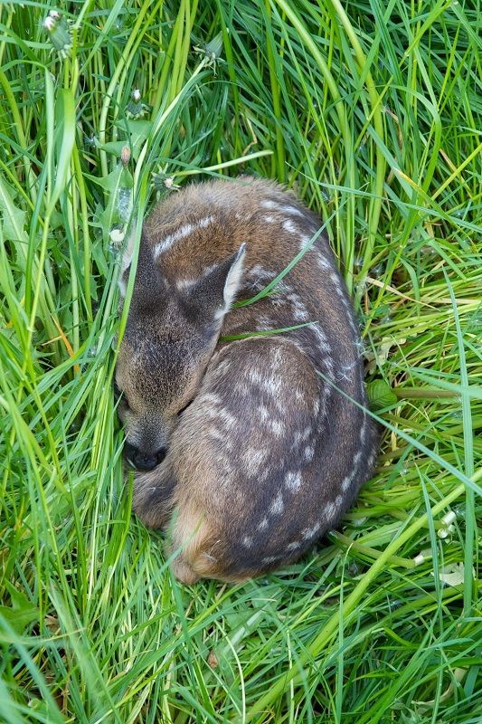 © Rehkitzrettung-Stormarn e.V. 