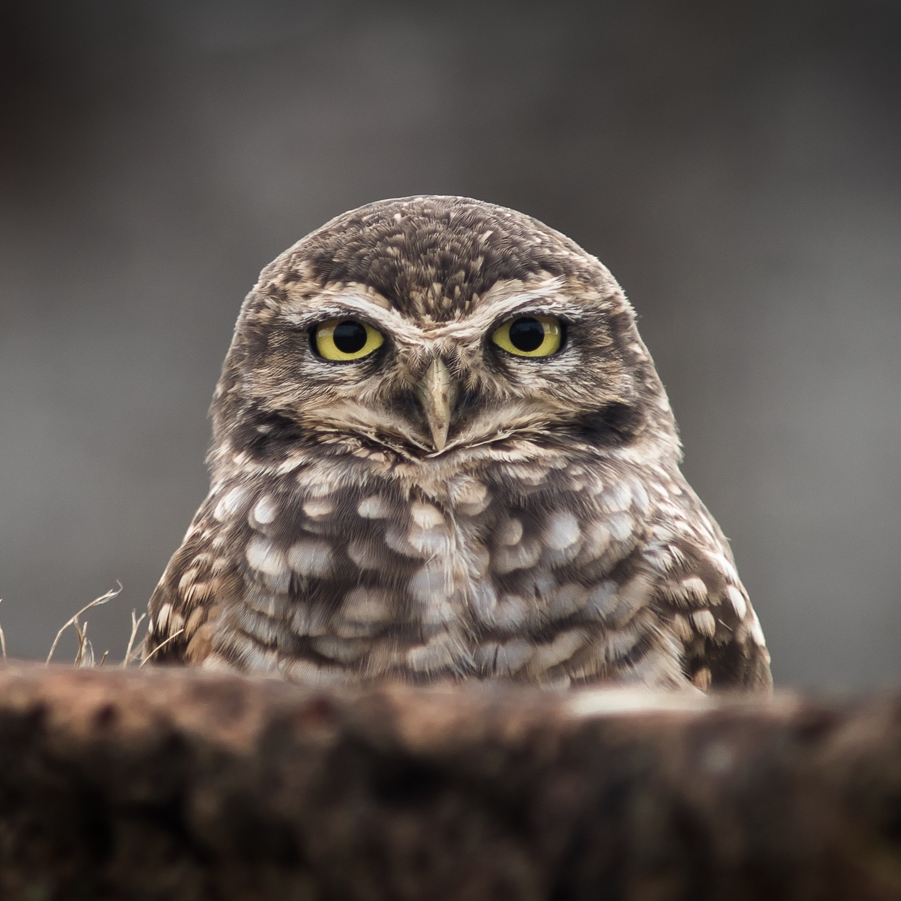 Öffnet die Seite '"Canva" für Einsteigerinnen und Einsteiger'